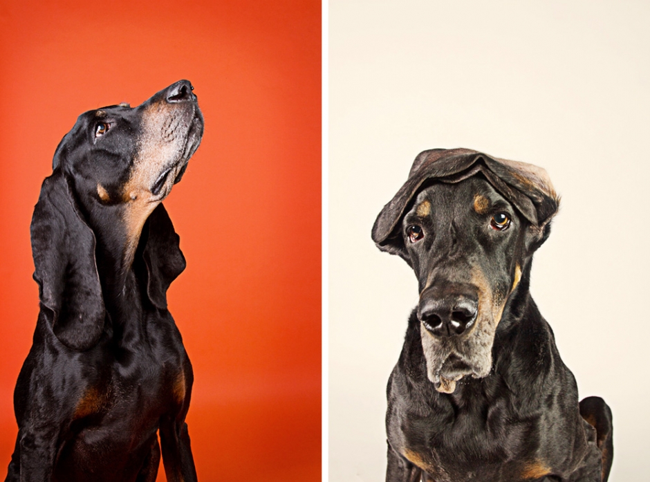 the-world-s-longest-ears-atomic-pet-portraits