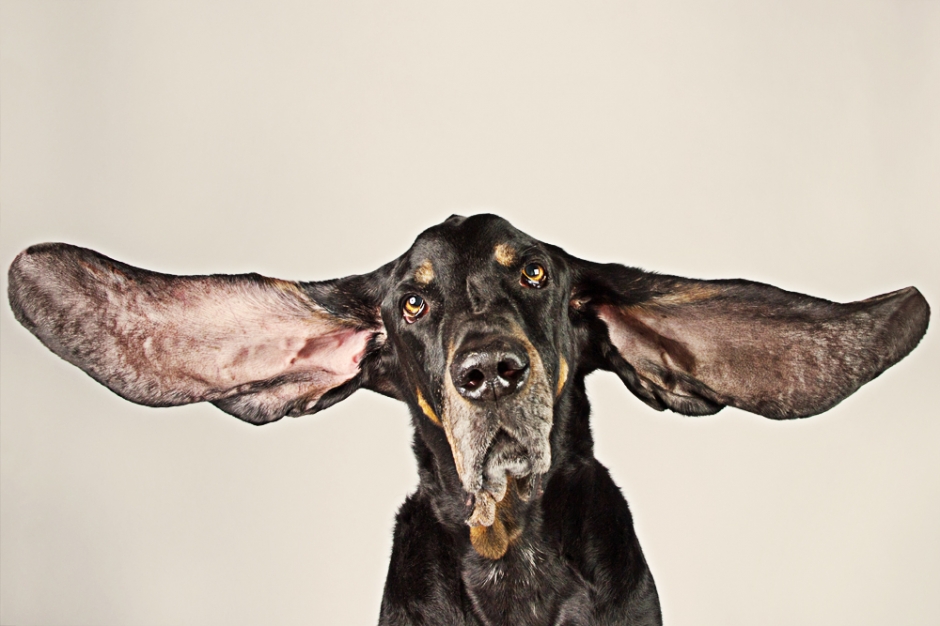 the-world-s-longest-ears-atomic-pet-portraits